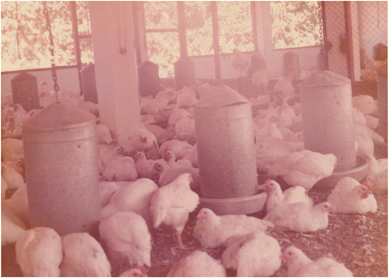 1975 Setor de avicultura