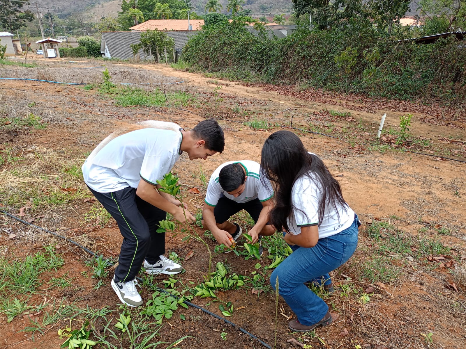 aula pratica de poda 06