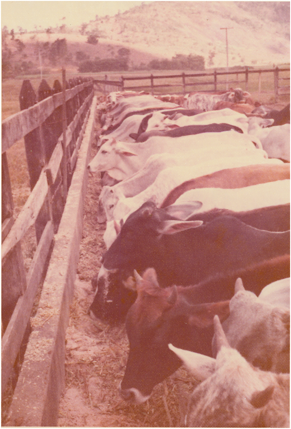 1975 Setor de bovinocultura