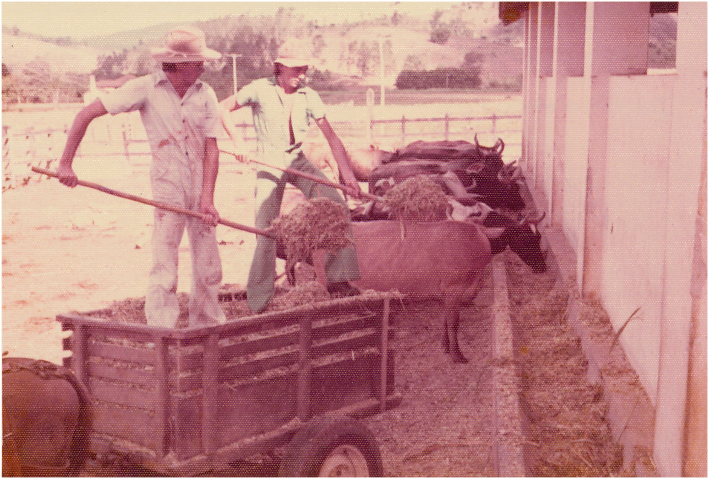 1975 alimentação de bovinos